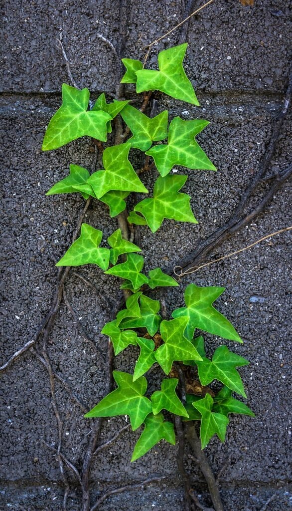 ivy, plant, nature