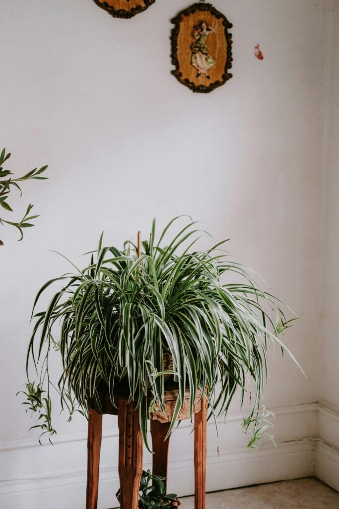 Spider Plant in a Room