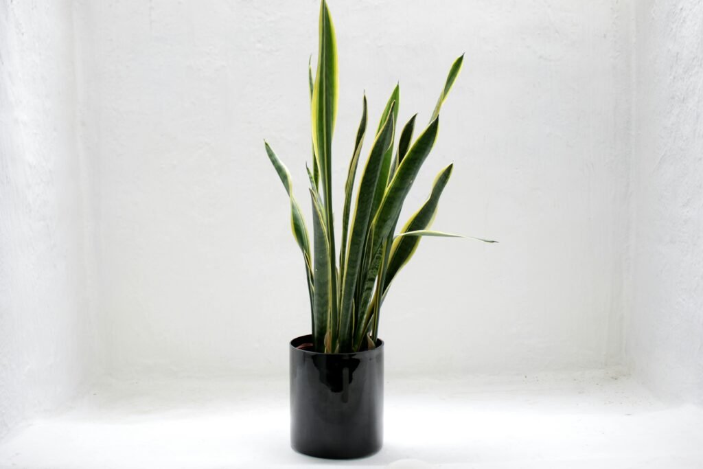 Photo of Green Snake House Plant