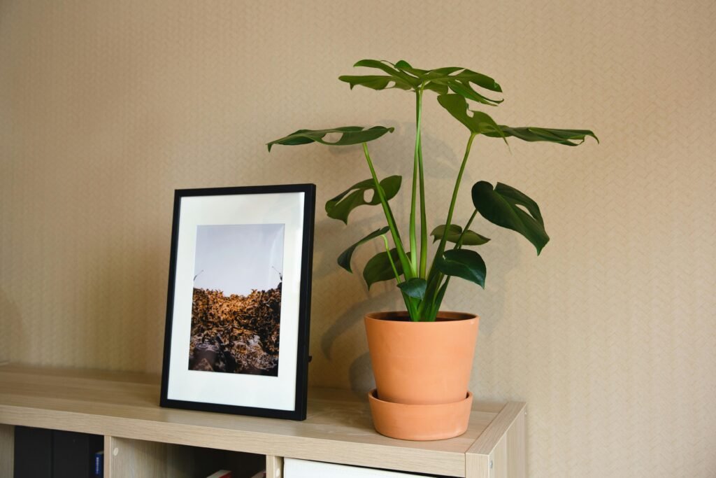 Shelf unit with nature image in black frame placed near verdant potted houseplant in light living room