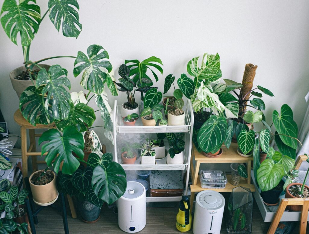 Potted Plants Inside a House