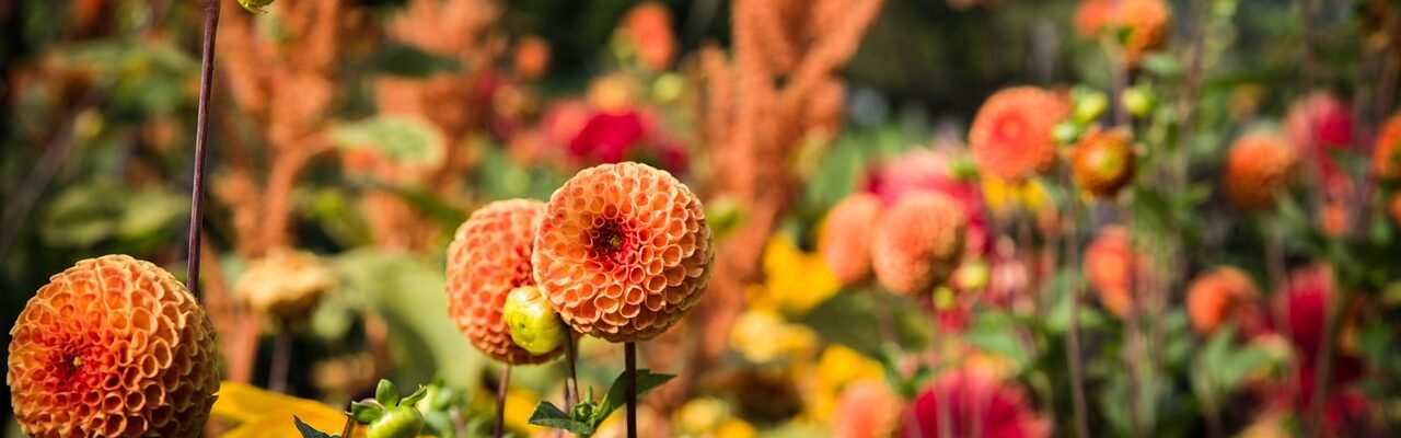 dahlias, beautiful flowers, pompon dahlias