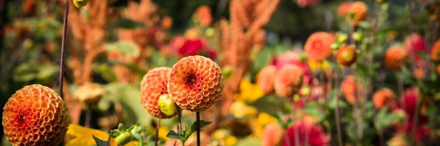 dahlias, beautiful flowers, pompon dahlias