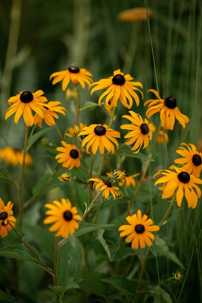 A beautiful cluster of Black-eyed Susans showcasing vibrant yellow petals in a lush green meadow.