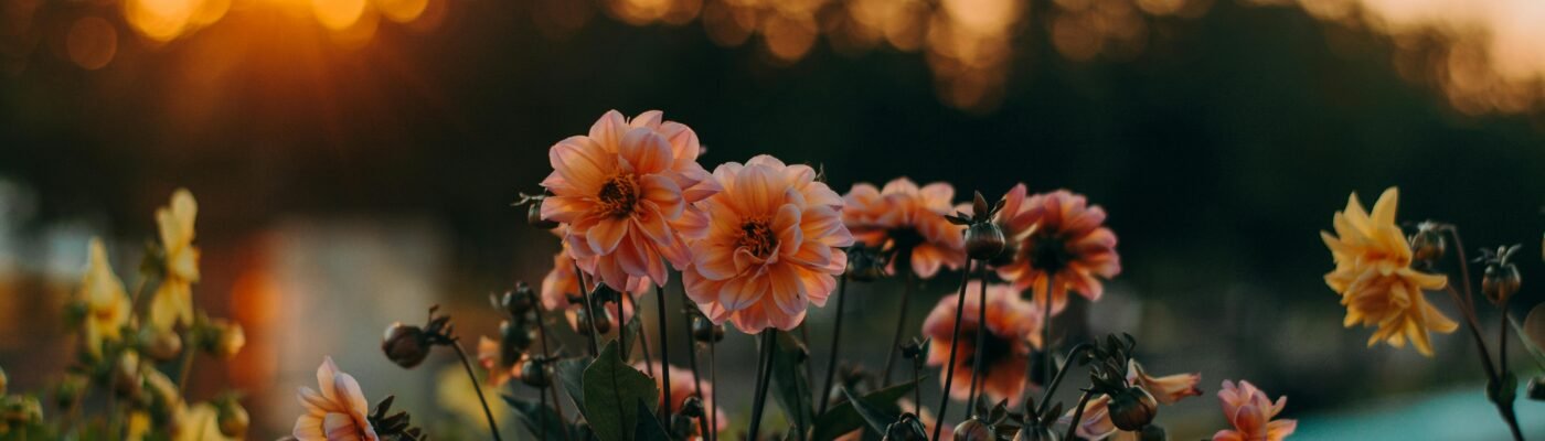 Close-Up Photography of Flowers