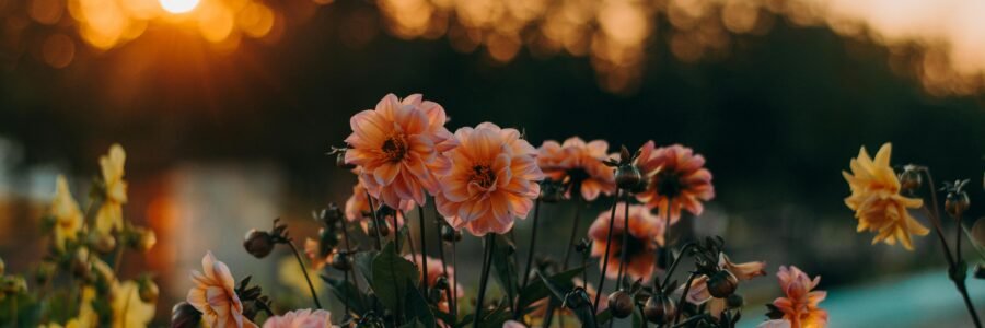 Close-Up Photography of Flowers