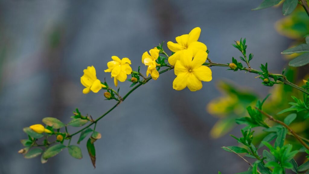 Detailed view of vibrant yellow winter jasmine flowers blooming on a branch in Hangzhou, China.