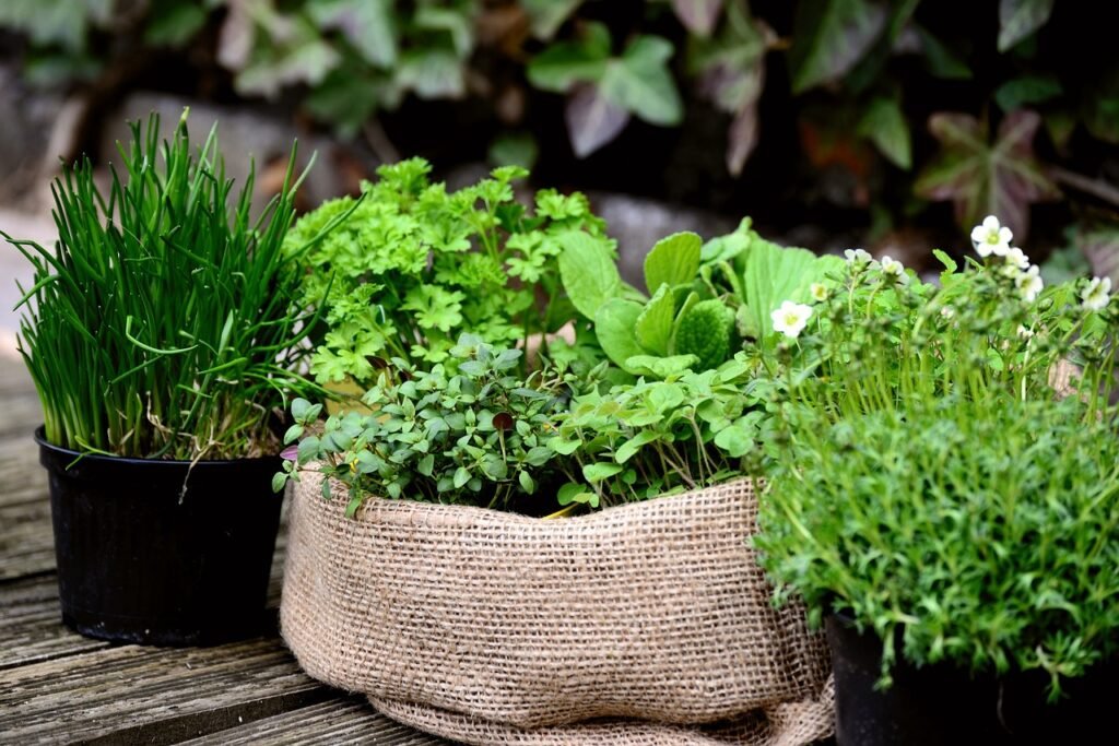 garden plants, nature, garden