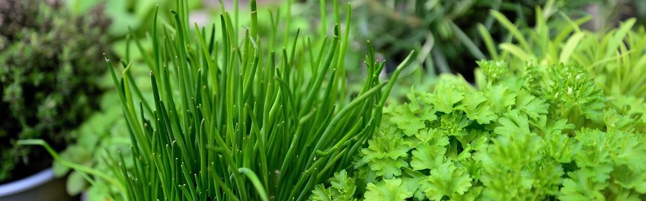 herbs, garden, herb garden