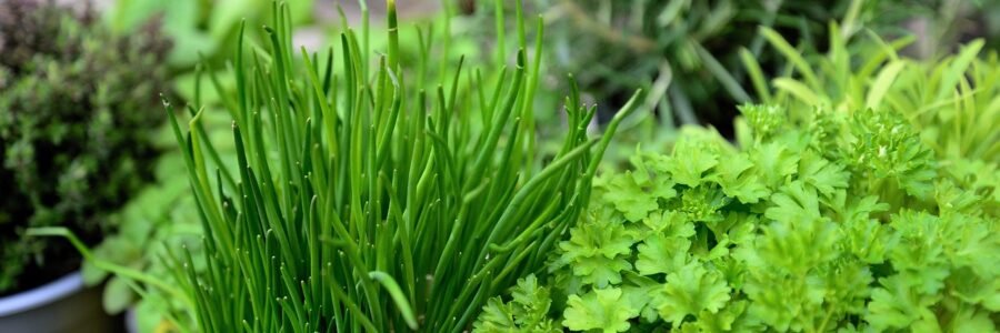 herbs, garden, herb garden