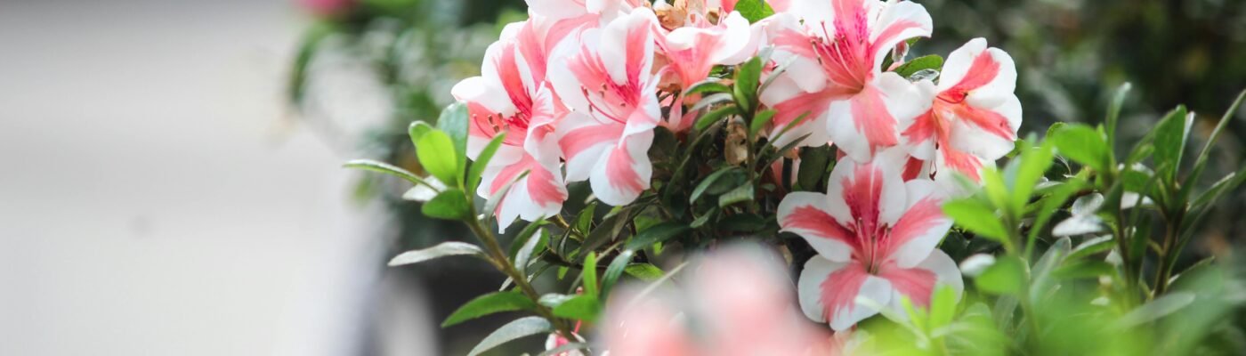 Vibrant pink and white azaleas blooming in a garden setting, captured with soft focus background.