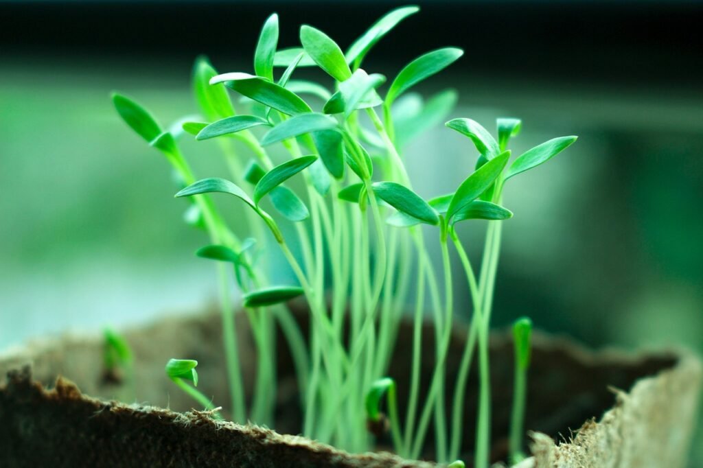 plants, tree, green, tree planting, leaf, environment, gardening, growth, growing, soil, life, ecology, forest, branch, young, grass, root, seed, garden, nature, green forest, green tree, green life, green grass, green garden, green leaf, green growth, green gardening, green leaves, soil, soil, soil, ecology, seed, seed, seed, seed, seed