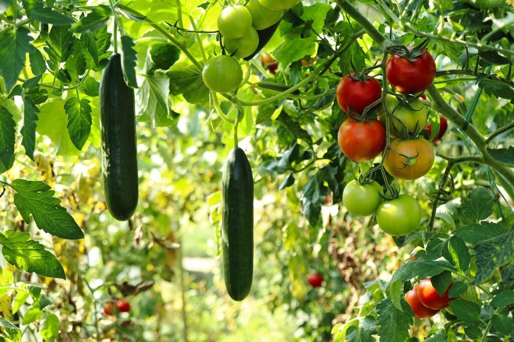 cucumber plant, tomato plant, vegetable garden, gardening, horticulture, plants, vegetables, tomato plant, vegetable garden, vegetable garden, vegetable garden, nature, vegetable garden, vegetable garden, vegetables