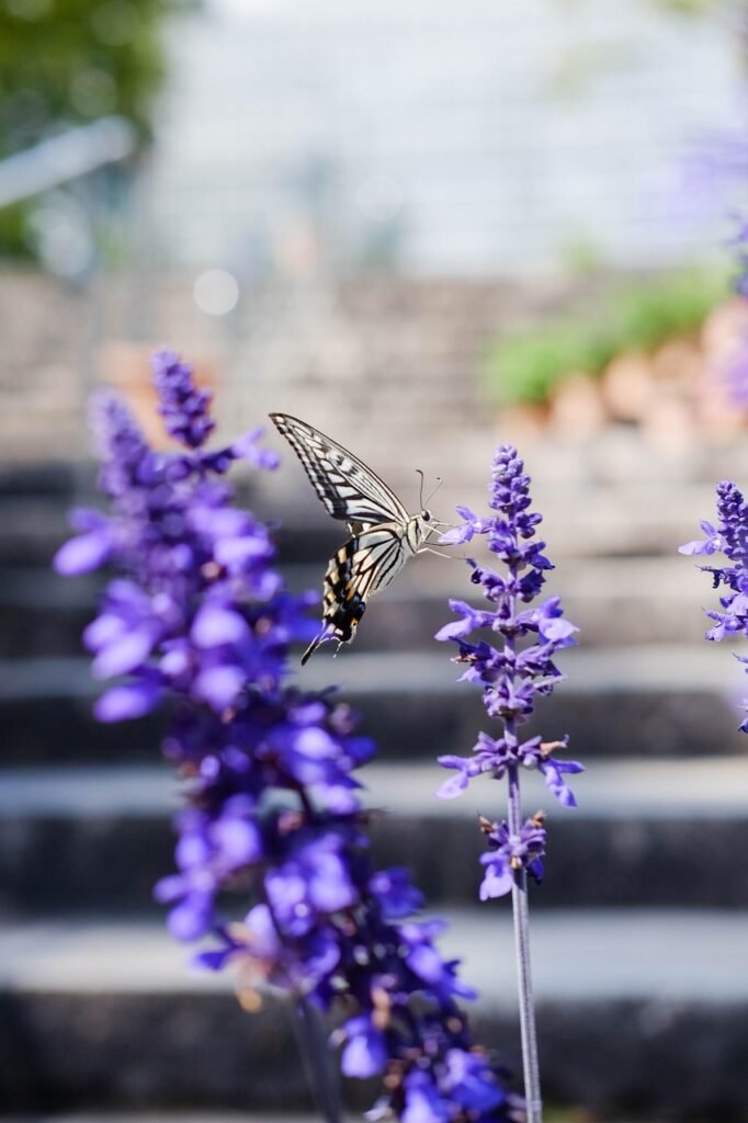 butterfly, flower wallpaper, lavenders, pollinate, pollination, flowers, purple flowers, inflorescence, bloom, blossom, insect, lepidoptera, flora, fauna, entomology, beautiful flowers, garden, botanical garden, flowers, nature, garden, flower background, garden, garden, garden, garden, botanical garden