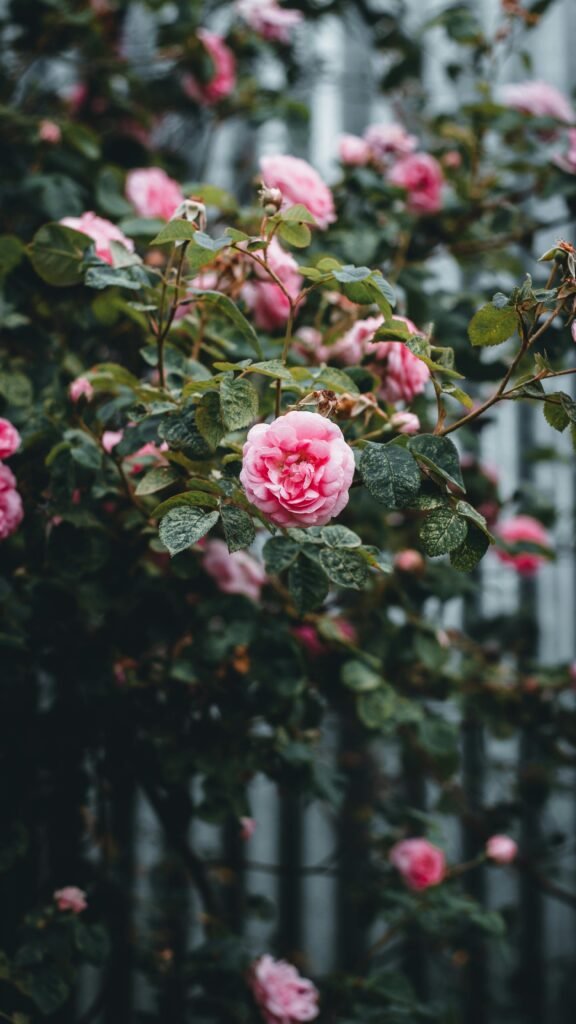 Vibrant pink roses blooming among green leaves, perfect for floral and garden themes.